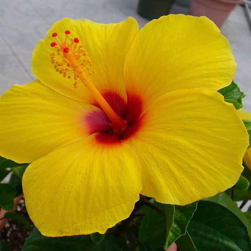 Home yellow hibiscus flower pictures