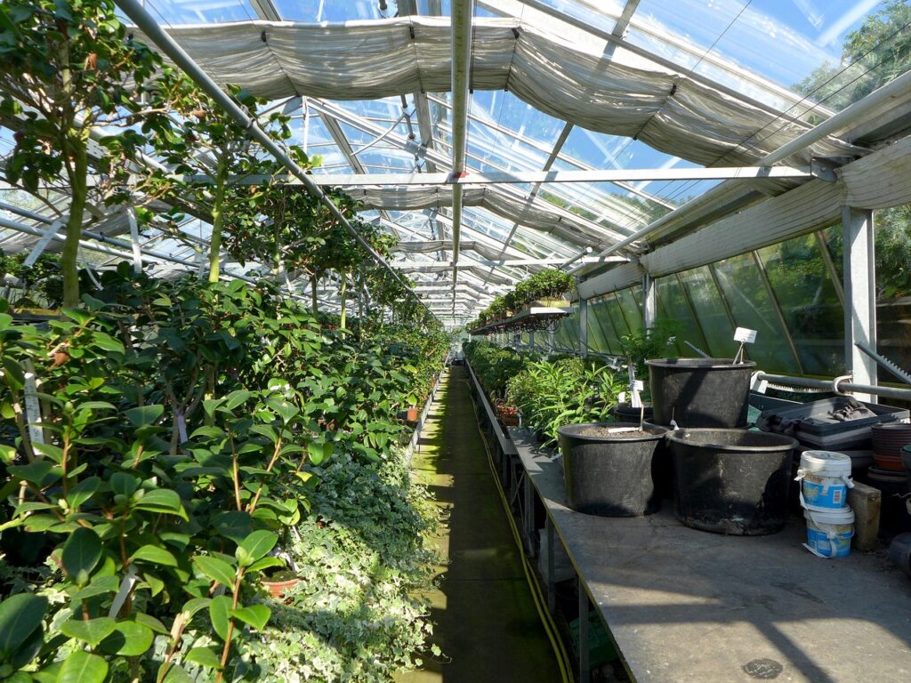 Home greenhouse, plants, nature, pots, nursery, botanical garden
