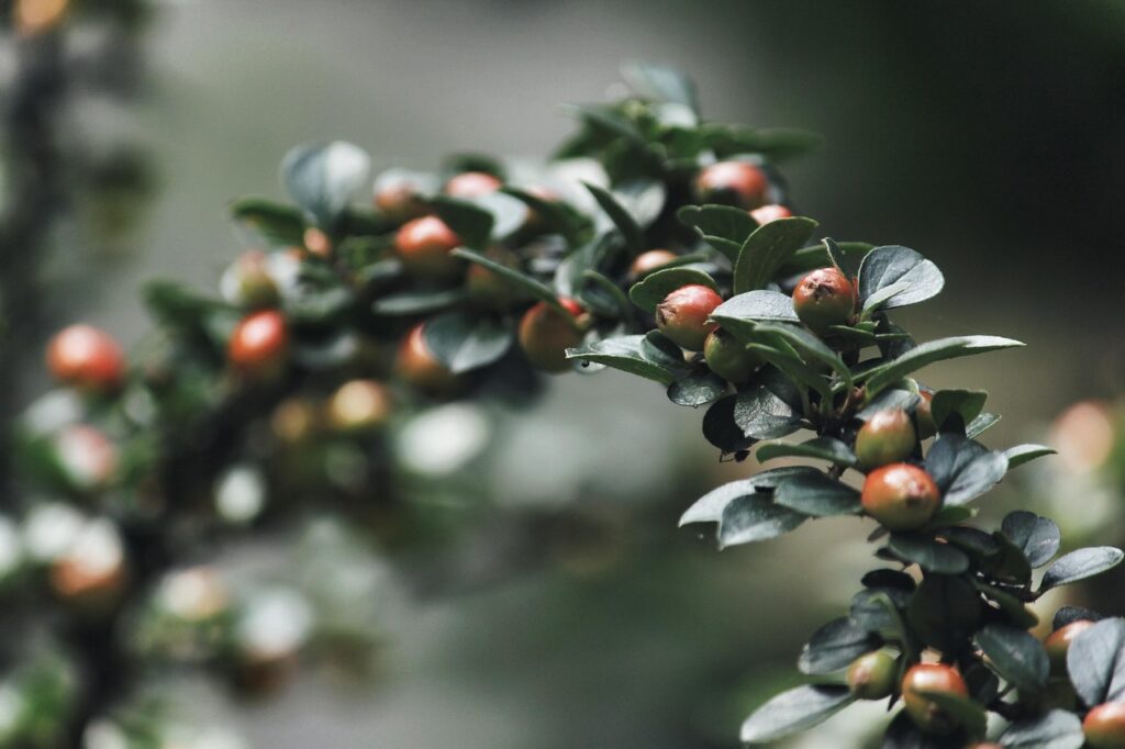Home shrub, leaves, branch, berry, nature, green, close up, shrub, nature, nature, nature, nature, nature, green