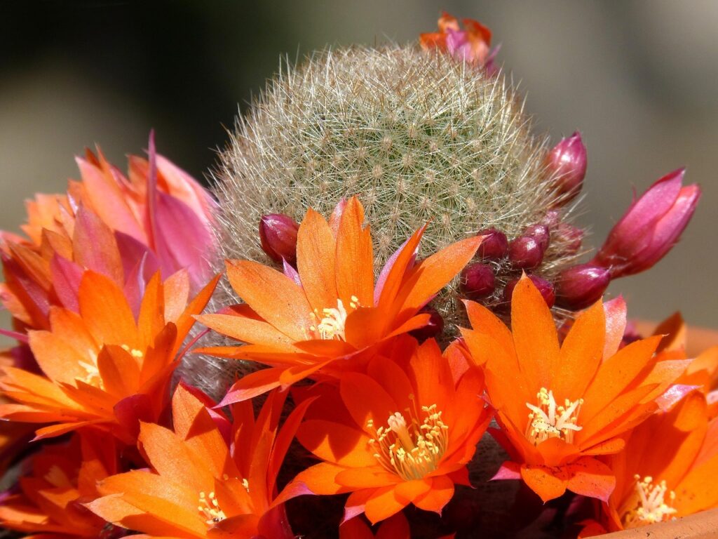 Home cactus, florir, cactus flower, cactus, cactus, cactus, cactus flower, cactus flower, cactus flower, cactus flower, cactus flower