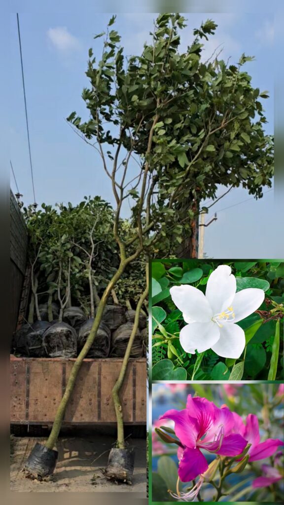 bauhinia variegata[1]