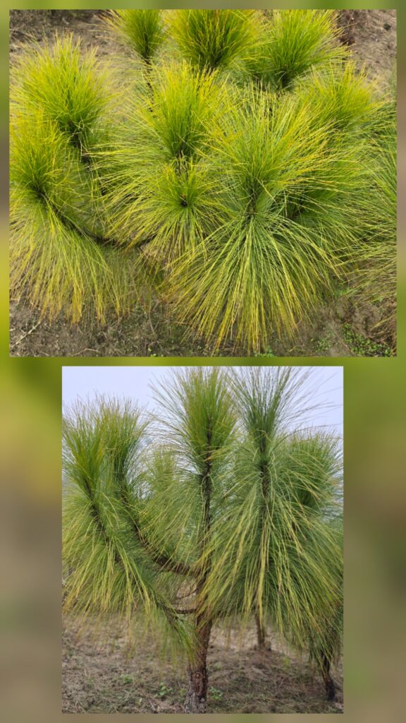 chir pine[1]