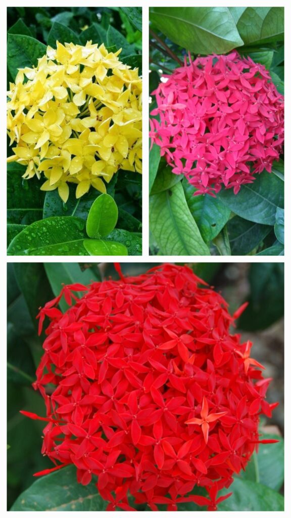 ixora