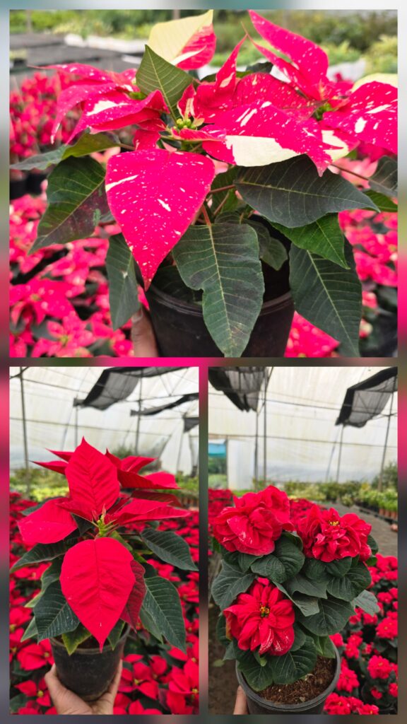 poinsettia