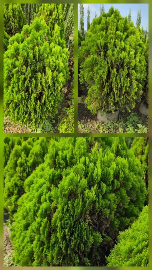 thuja